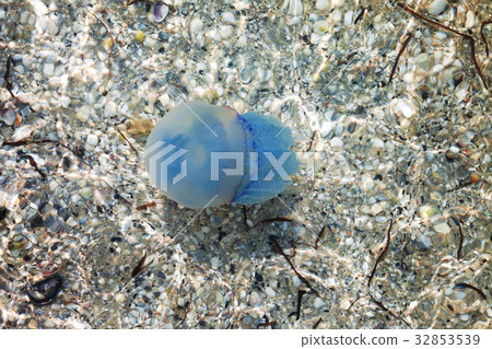 Jellyfish in sea 32853539