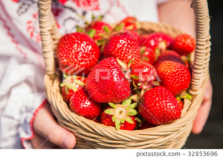 Closeup of woman's hands holding basket with Closeup of woman's hands holding basket with 32853696