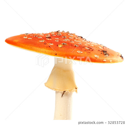 Fly agaric (amanita muscaria) isolated on white 32853728