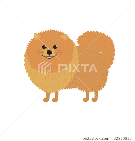 Pomeranian spitz. Cute red baby dog. 32853833