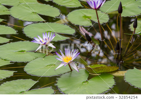 Water lily 32854254