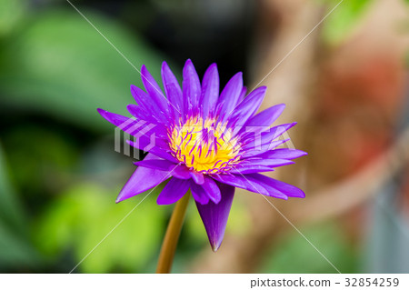 Water lily 32854259