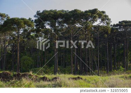 Araucaria tree (Araucaria angustifolia) 32855005