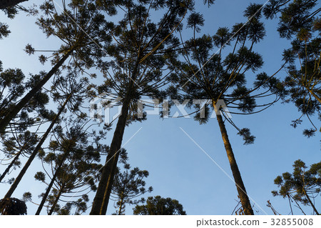 Araucaria tree (Araucaria angustifolia) 32855008