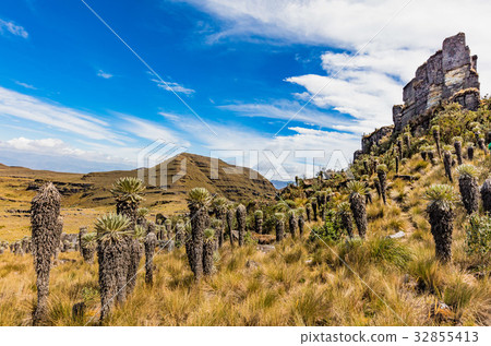 Paramo de Oceta Espeletia Frailejones Mongui 32855413