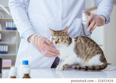 Cat visiting vet for regular checkup 32855429