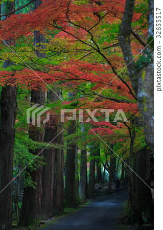 Autumn leaves of Mihara Bodo Temples Temple 32855517