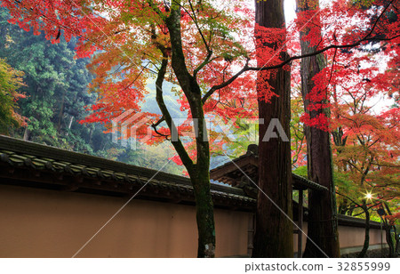 Autumn leaves of Mihara Bodo Temples Temple Autumn leaves of Mihara Bodo Temples Temple 32855999
