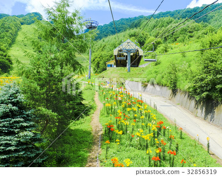 Lily garden seen from the lift Lily garden seen from the lift 32856319