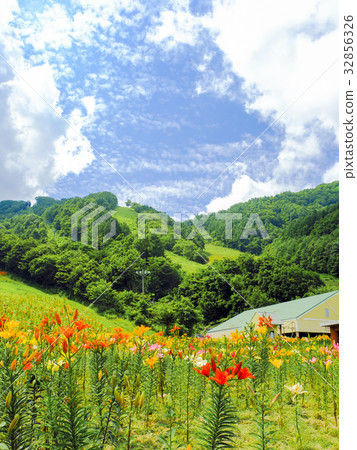 Flower garden on the slope (vertical) 32856326