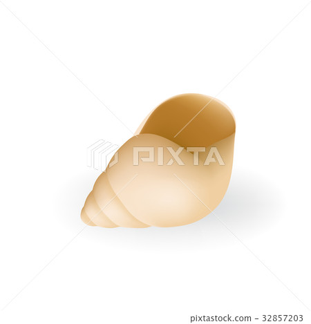 Realistic Vector Seashell 32857203