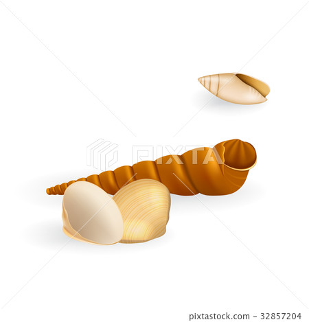 Realistic Vector Seashell 32857204