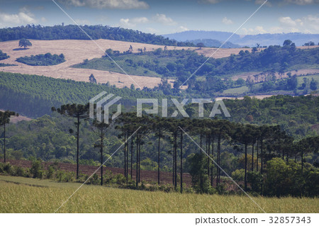 Araucaria tree (Araucaria angustifolia) 32857343