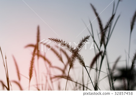 Meadow light, sunset 32857458
