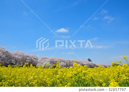 Satoko Nankyodo強姦櫻花和一排櫻花的花田 Satoko Nankyodo強姦櫻花和一排櫻花的花田 32857797