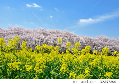 Satoko Nankyodo強姦櫻花和一排櫻花的花田 32857800