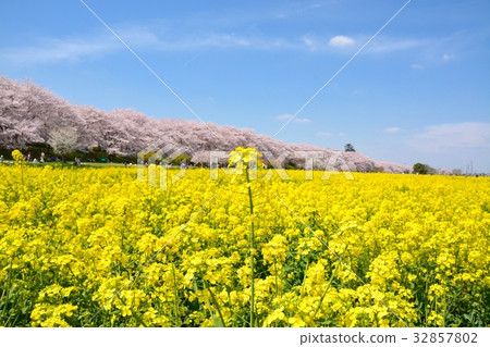 Satoko Nankyodo強姦櫻花和一排櫻花的花田 Satoko Nankyodo強姦櫻花和一排櫻花的花田 32857802