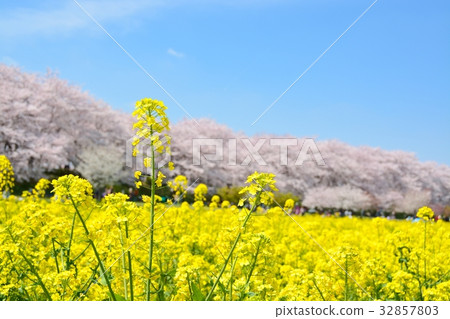 Satoko Nankyodo強姦櫻花和一排櫻花的花田 Satoko Nankyodo強姦櫻花和一排櫻花的花田 32857803
