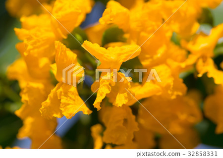 Burma padauk blooming on tree 32858331