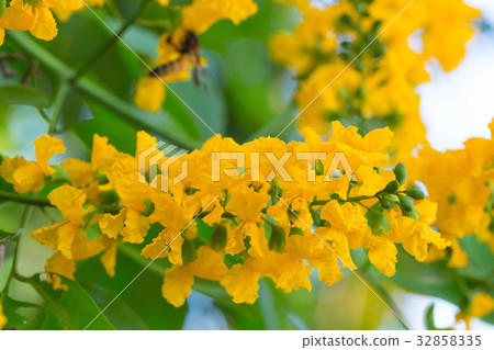 Burma padauk blooming on tree Burma padauk blooming on tree 32858335
