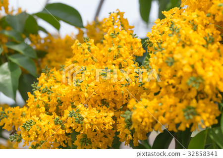 Burma padauk blooming on tree 32858341