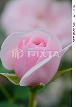 粉紅玫瑰（Hans Gennevain） 32858463