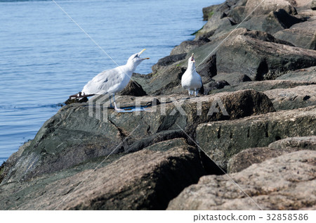seagull 32858586