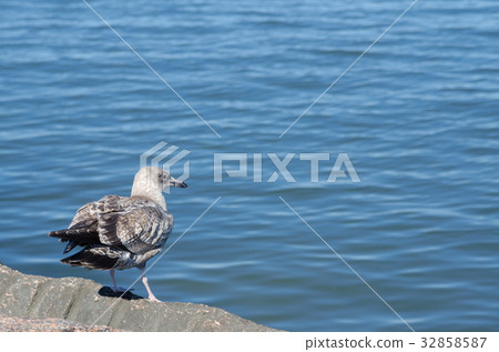 seagull seagull 32858587