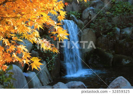 Japanese Autumn leaves and waterfalls Autumn Leaves waterfall in Japanese garden 32859325