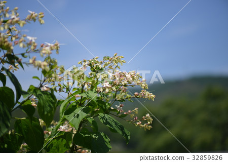 Kusagi flowers and blue sky 32859826