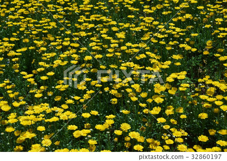 Krisan semamu mulchikore flower language is "sincere" 32860197