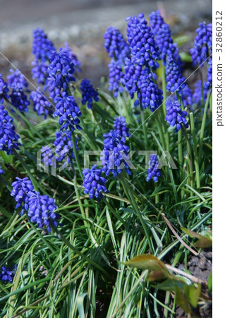 Muscari flower language is "a bright future" 32860212