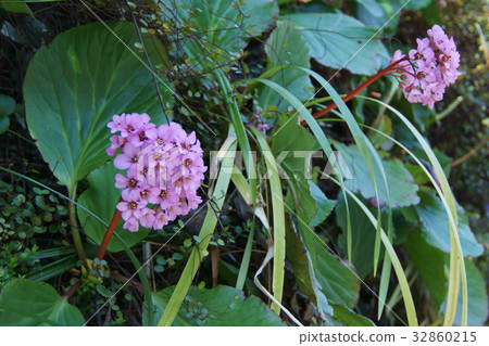 Himalaya Yukinoshita flower language "deep affection" 32860215
