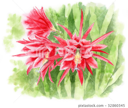 analog watercolor red peacock cactus flower 32860345