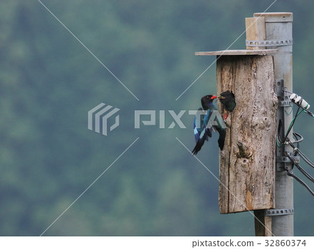 Bupozou Bupozou 32860374