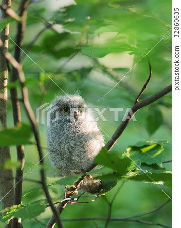 角鴞 角鴞 32860635