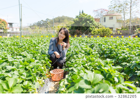 Woman picking strawberry in strawberry farm Woman picking strawberry in strawberry farm 32862205