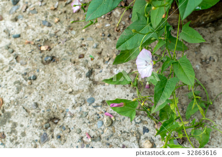 Convolvulus arvensis or field bindweed Convolvulus arvensis or field bindweed 32863616