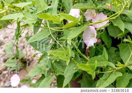 Convolvulus arvensis or field bindweed 32863618
