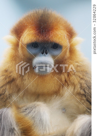 the Golden Snub Monkey 2016 the Golden Snub Monkey 2016 32864229