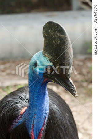 Closeup of Cassowary 32864670