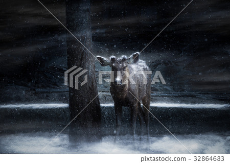 Fea's Muntjak Deer. Fea's Muntjak Deer. 32864683