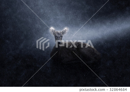 Fea's Muntjak Deer.(Muntiacus feae) 32864684