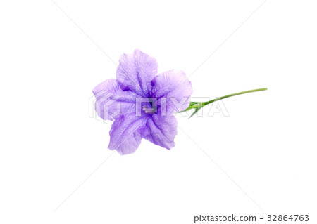 Purple flower blooming on the white background. 32864763