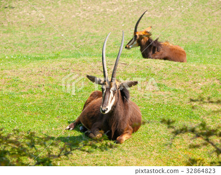 Female Sable antelope, Hippotragus niger, lying Female Sable antelope, Hippotragus niger, lying 32864823