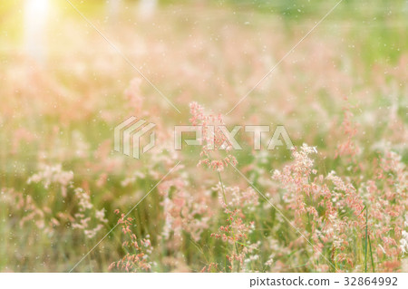 Pink flower grass in the mist with sunlight. 32864992