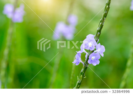 Lonely purple flower in the garden. 32864996