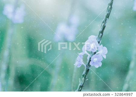 Lonely purple flower in the garden. 32864997