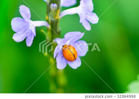 Lonely purple flower in the garden. 32864998