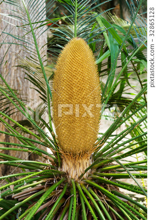 Sago palm - Cycas revoluta. Sago palm - Cycas revoluta. 32865128